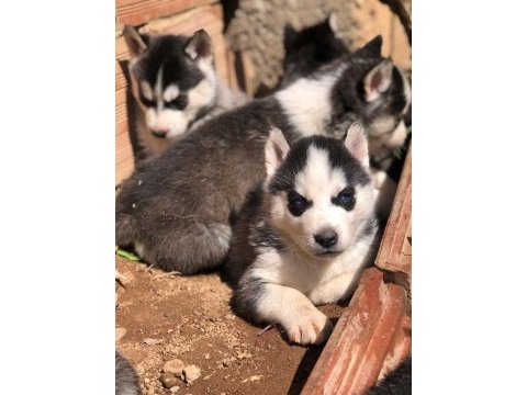 Sibirya kurdu husky