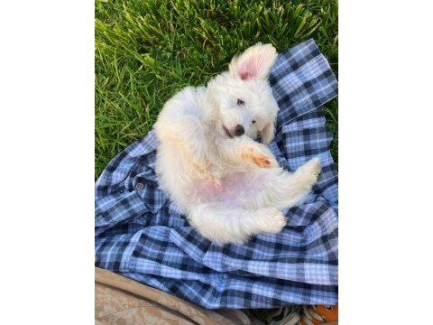 Yavru malta terrier