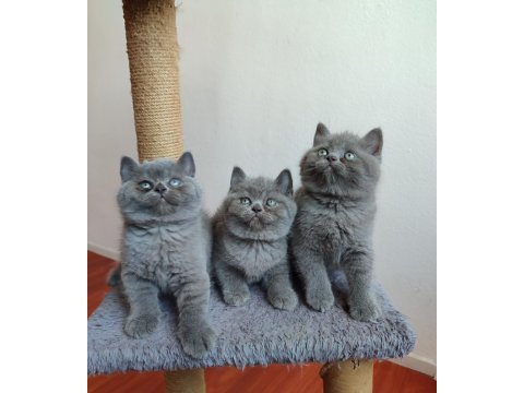 Safkan anne babanın british shorthair yavruları