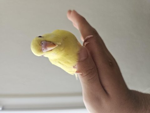 4 tane yeni yeme düşmüş 3 lutino 1 cremio kuşumuz