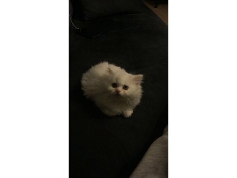 British longhair 4 aylık