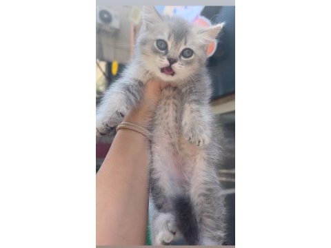 British shorthair blue golden bebek erkek