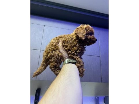Kore 56 günlük toy poodle dişi ve erkek yuva arıyor