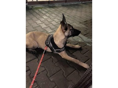 7 aylık belçika kurdu köpeğimizi sahiplendiriyoruz