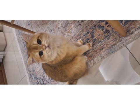 Safkan shorthair british golden erkek 1 yaşında