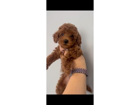 2 aylık erkek toy poodle