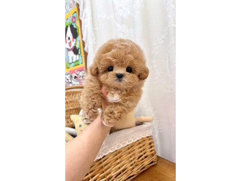 Kore maltipoo yavrular
