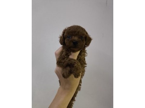 Kore kan red brown toy poodle dişi erkek yavrular