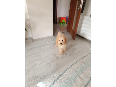 Sevimli poodle maya