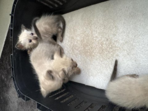 2 erkek ve 2 dişi siyam kedisi