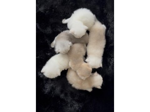 Sıfır kulak üst sınıf scottish fold bebekler