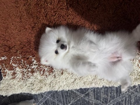 Pomeranian köpeğimiz yuva arıyor