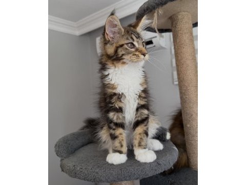 Xxxl maine coon 2209 dişi