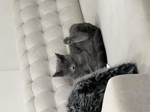 Ücretsiz sahiplendirilecektir 1 yaşında british shorthair