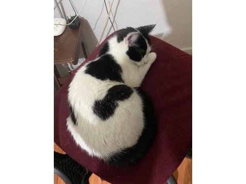 Scottish fold
