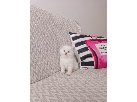50 günlük eğitimli, hazır ve sağlıklı british shorthair