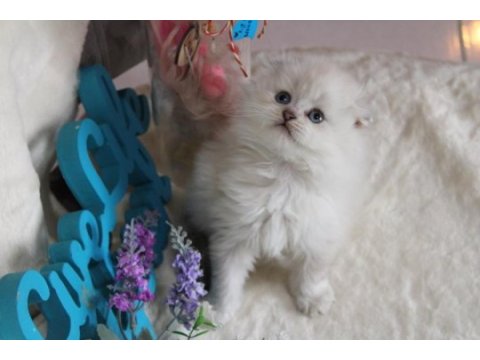 British longhair 55 günlük