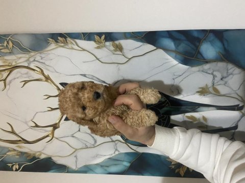 Kaliteli poodle bebeklerimiz