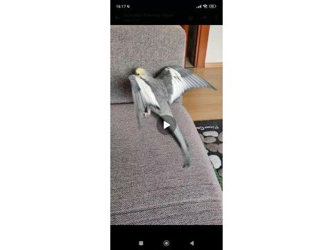 Konuşan evcil sultan papağanı