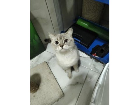 2 yaşında blue point dişi kedimiz