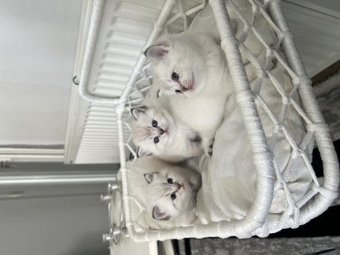 Son 1 dişi british shorthair