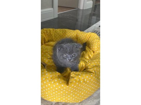 2 aylık scottish fold duman