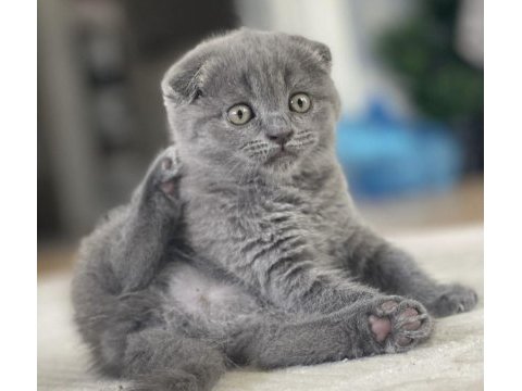 Scottish fold dişi 1.5 aylık yavru
