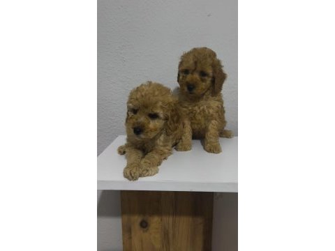 Toy poodle yavru köpekler