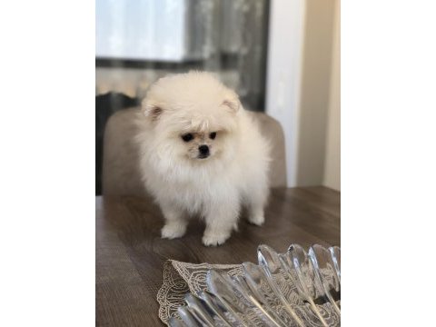 3 aylık dişi üst kalite minik pomeranian boo yavrular