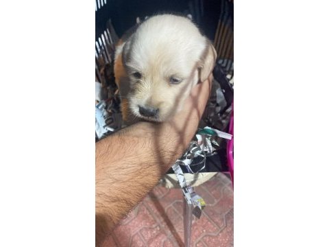 Golden retriever köpeğimiz