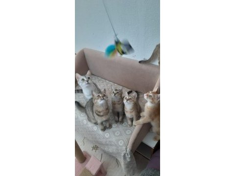 British shorthair evcilmen yavrularımız
