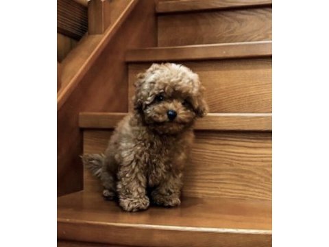 Toy poodle köpekleri