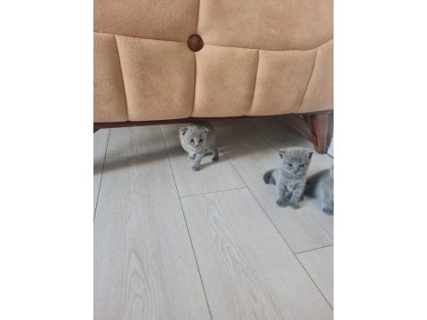 British ve scottish kedi