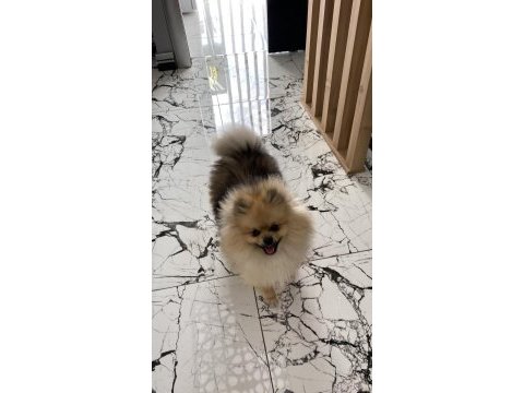 Erkek eğitimli pomeranian boo