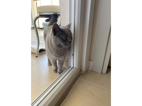4 yaşında tüm aşıları tam british shorthair