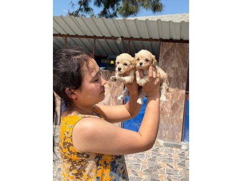 Maltipoo yavru köpekler