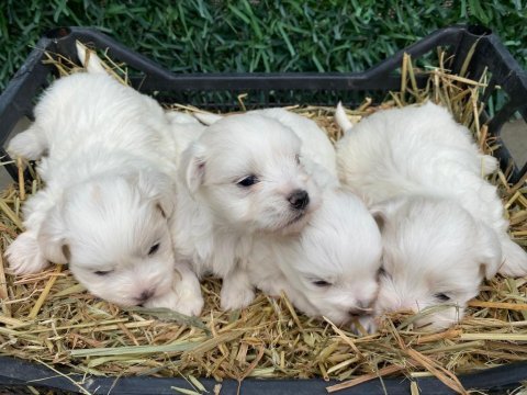 Maltese yavrularımız