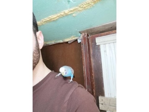 Ele omza alışık aşırı kızgın yavru bakmış dişi muhabbet kuşu