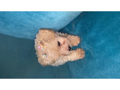 Teacup maltipoo yavrularımız
