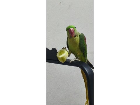 Damızlık dişi bilezikli dev iskender papağanı