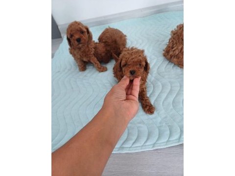Show kalite kore toy poodle ziyarete açık