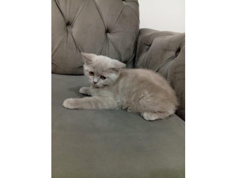2.5 aylık dişi british shorthair
