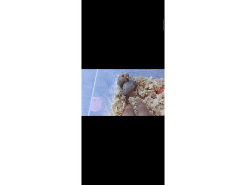 10 adet yavru hamster uygun fiyatlı