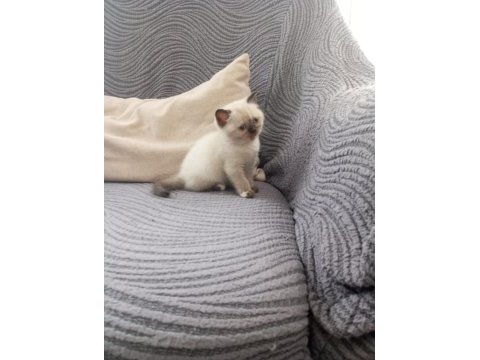 British shorthair point bebekler