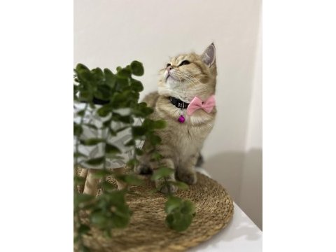 British shorthair golden ırk uysal dişi kedimiz