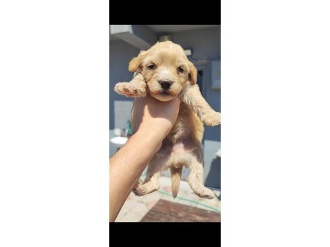1 dişi 4 erkek maltipoo bebeklerim