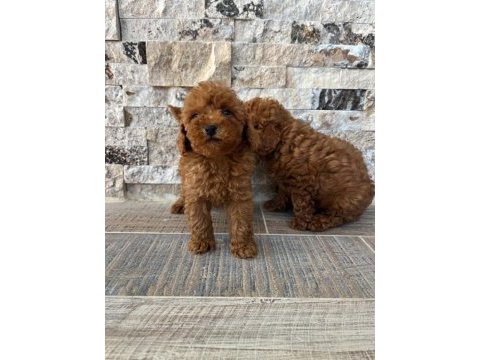 Irk ve sağlık garantili kısa bacak teacup poodle yavrular