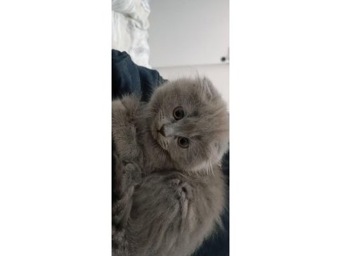 Scottish fold