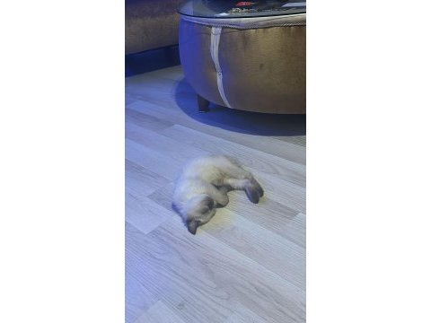 Minik british blue point british shorthair