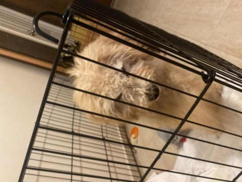 3 aylık toy poodle acil
